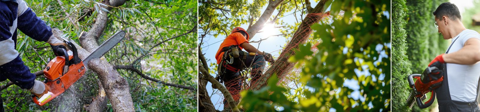 Élagage et Abattage d'arbres